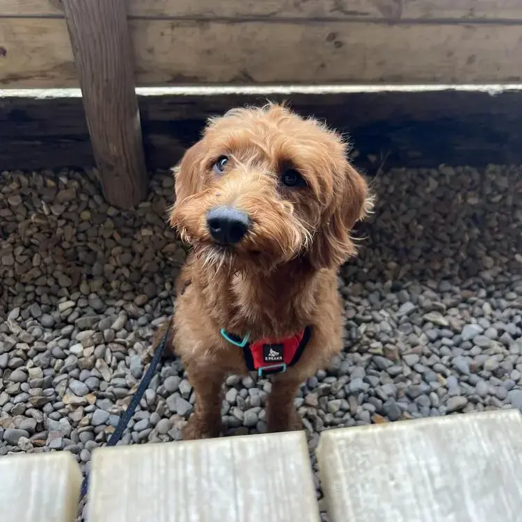 Labradoodle