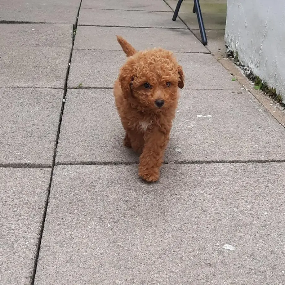 Cockapoo