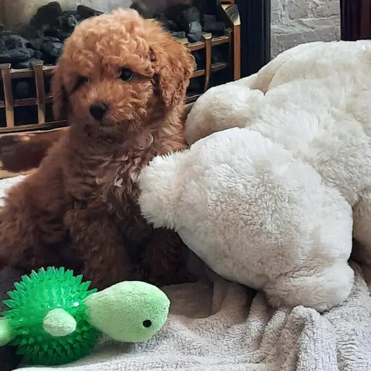 Cockapoo