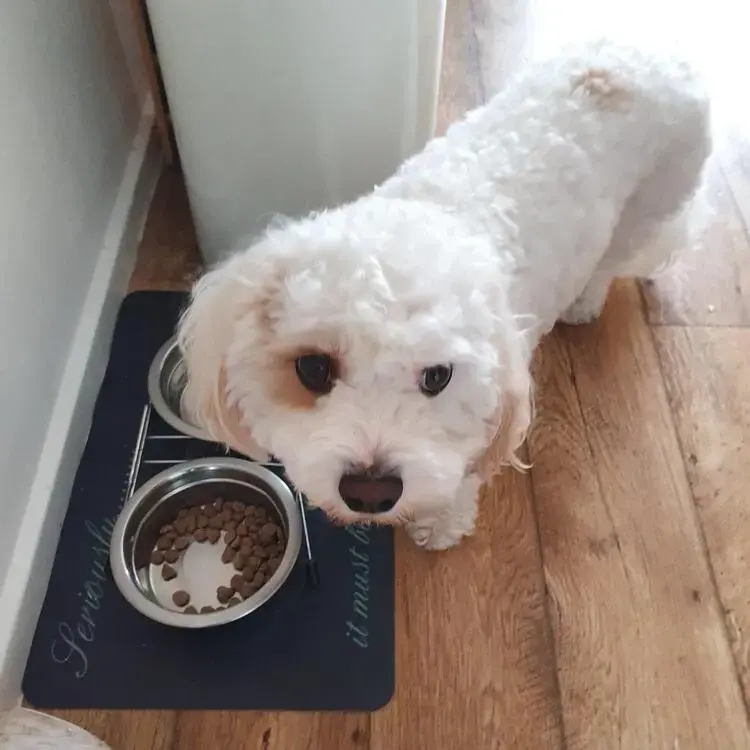 Cavachon