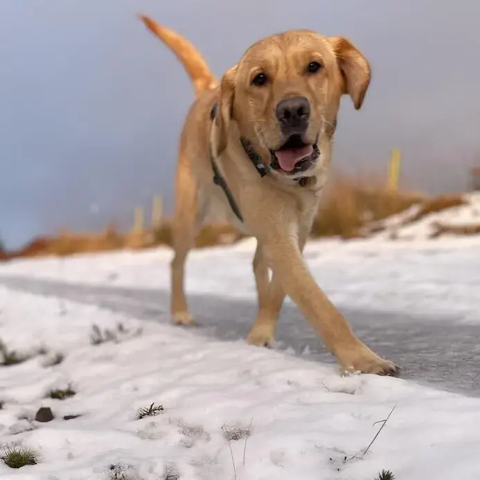 Golden Retriever