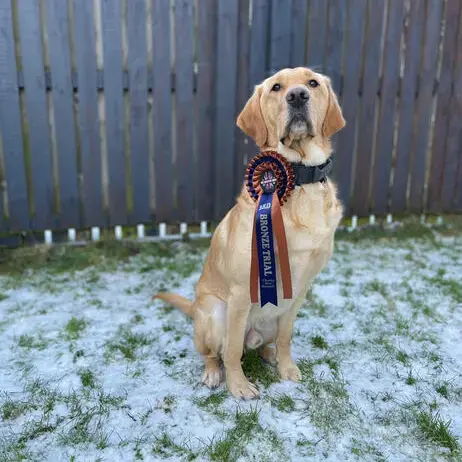 Golden Retriever