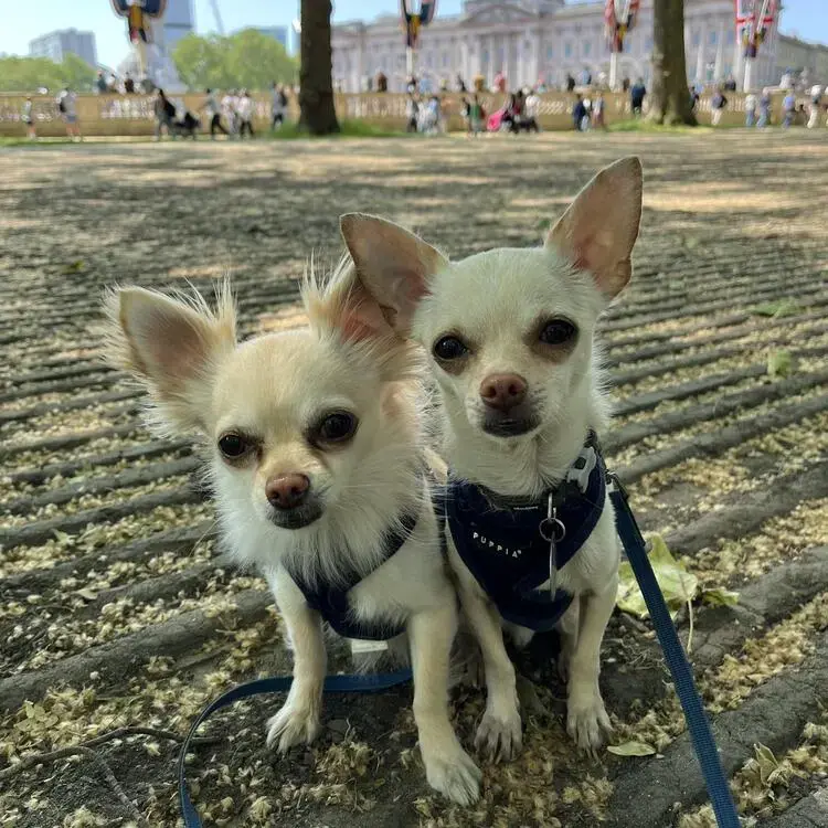 Chihuahua (Smooth Coat)