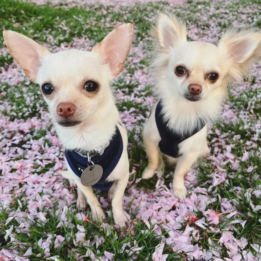 Chihuahua (Smooth Coat)