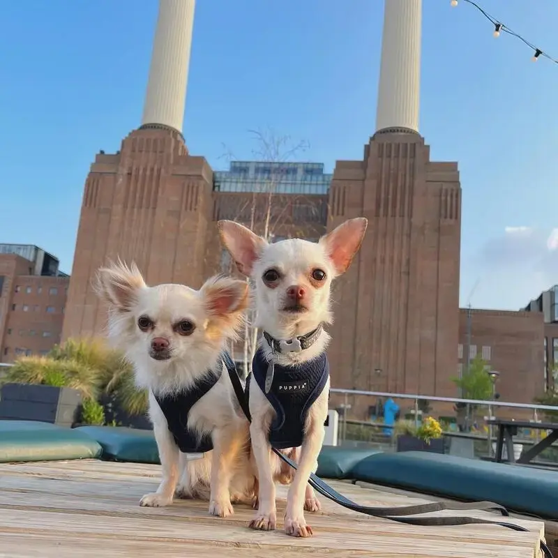 Chihuahua (Smooth Coat)