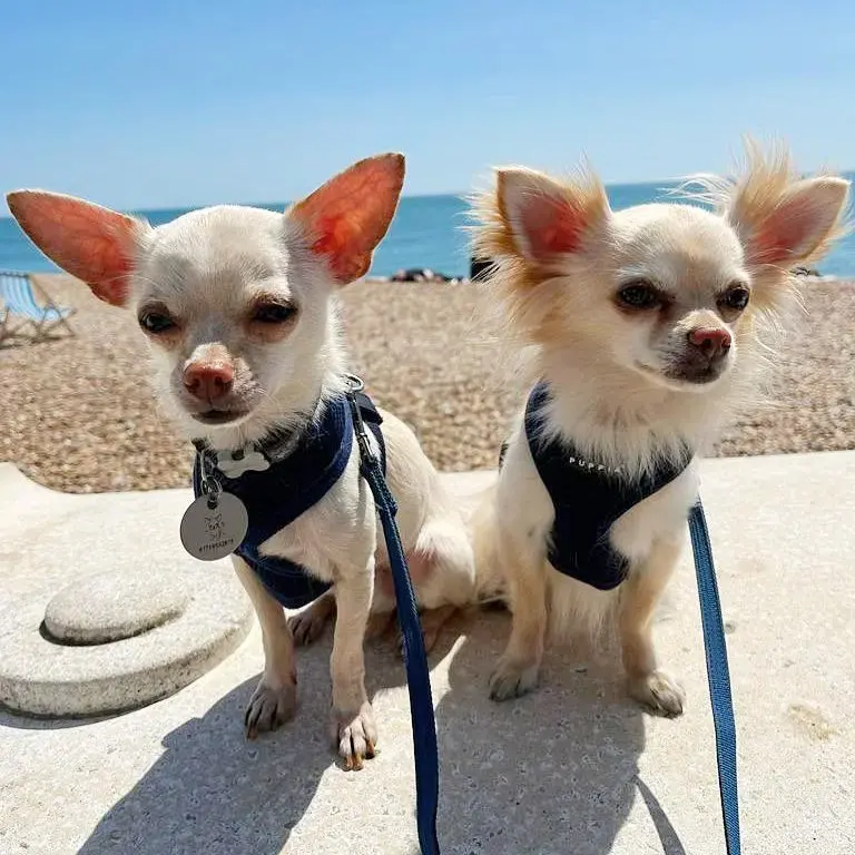 Chihuahua (Smooth Coat)