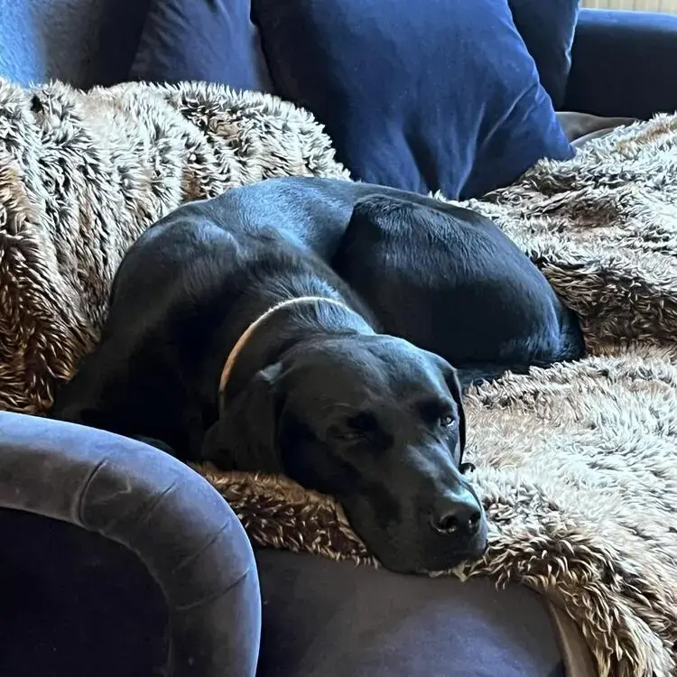 Labrador Retriever