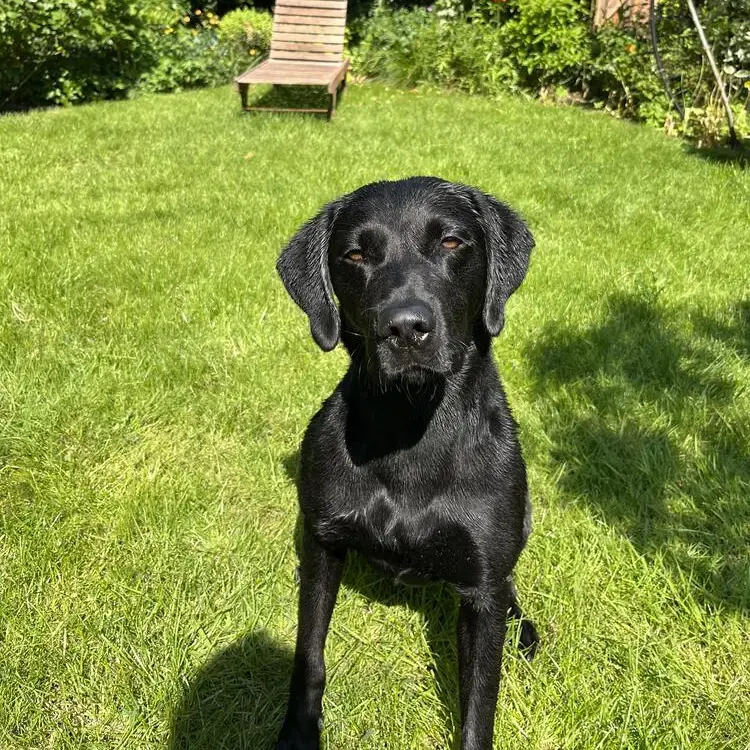Labrador Retriever