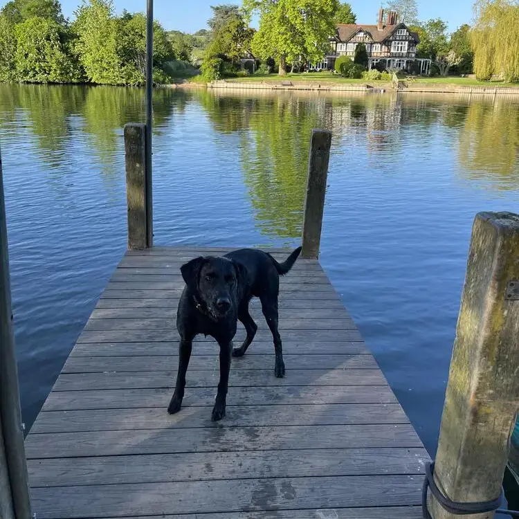 Labrador Retriever