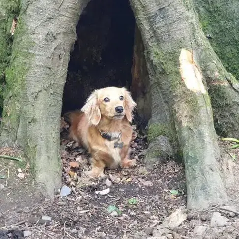 Dachshund (Miniature Long-Haired)