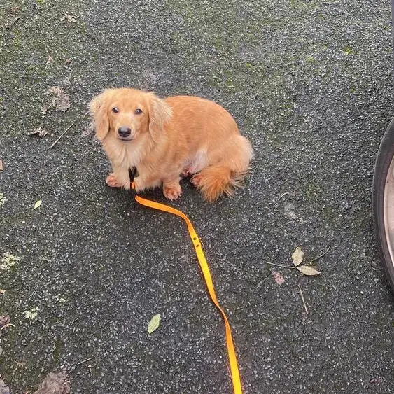 Dachshund (Miniature Long-Haired)