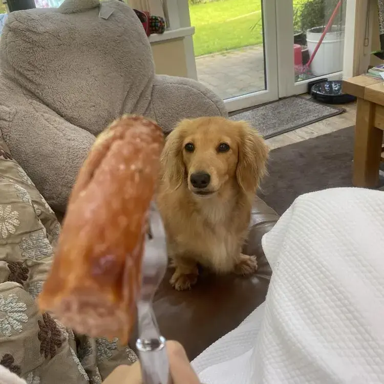 Dachshund (Miniature Long-Haired)