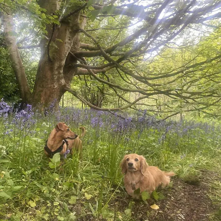 Dachshund (Miniature Long-Haired)
