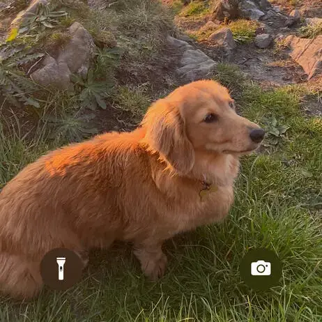 Dachshund (Miniature Long-Haired)