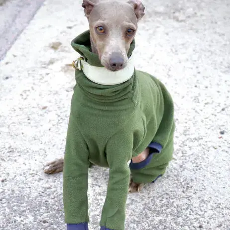 Italian Greyhound