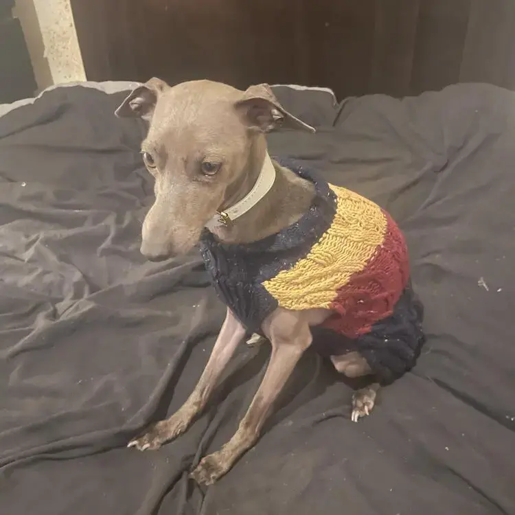 Italian Greyhound