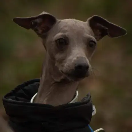 Italian Greyhound