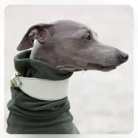 Italian Greyhound