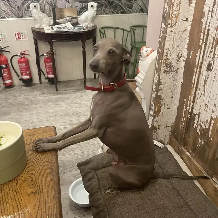 Italian Greyhound