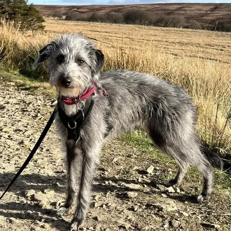 Bedlington Terrier