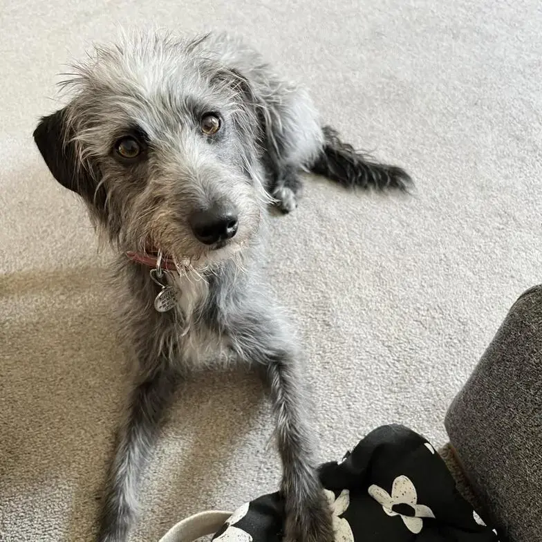 Bedlington Terrier
