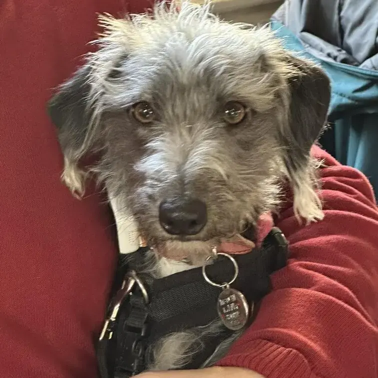 Bedlington Terrier