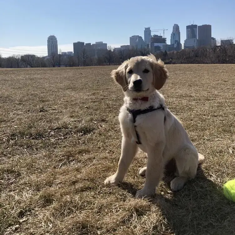 Golden Retriever