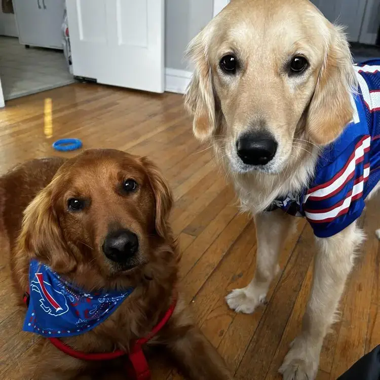 Golden Retriever