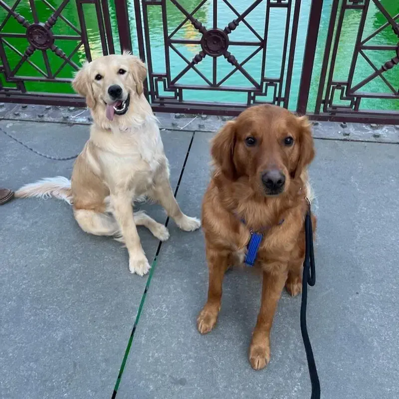 Golden Retriever