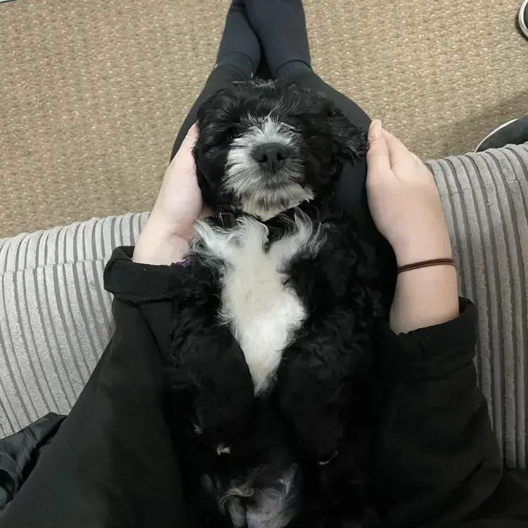 Cockapoo
