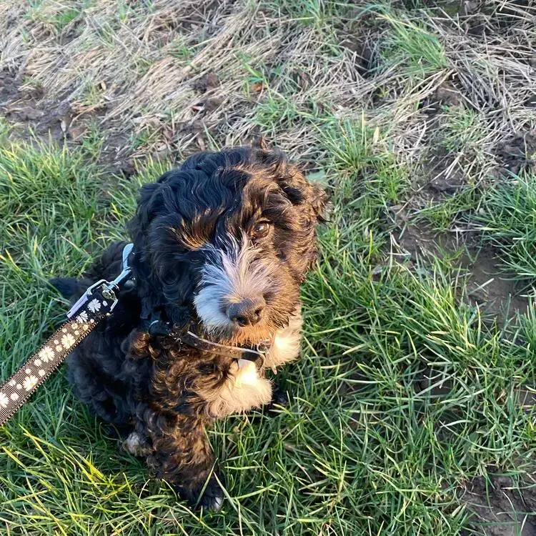 Cockapoo