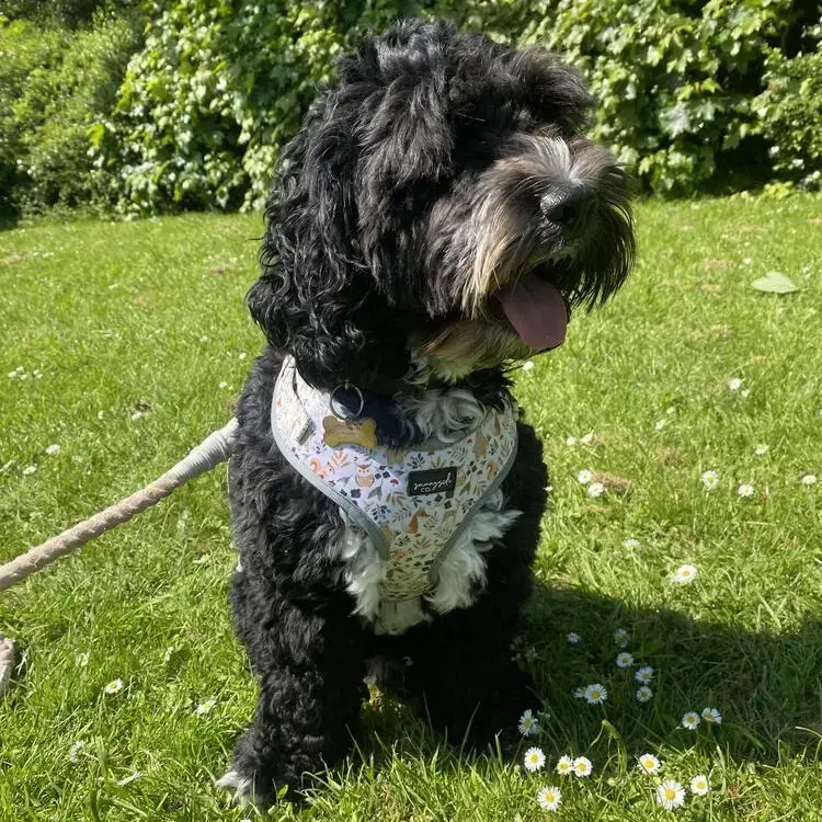 Cockapoo