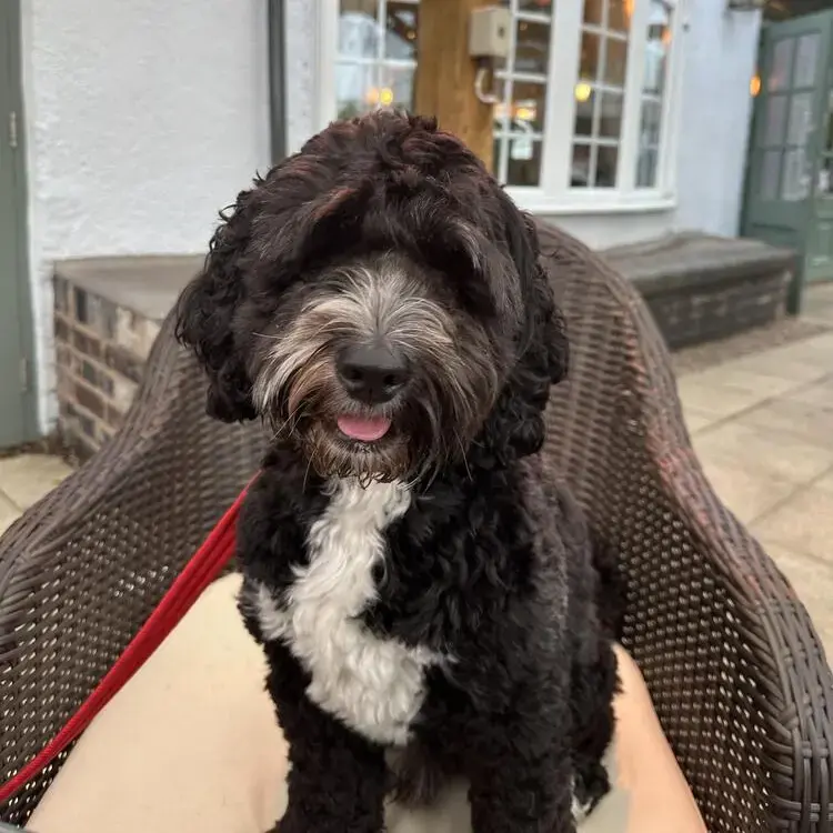 Cockapoo