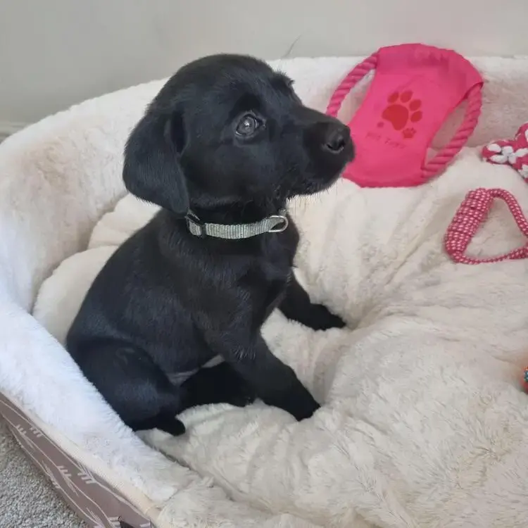 Labrador Retriever