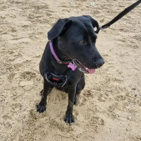 Labrador Retriever