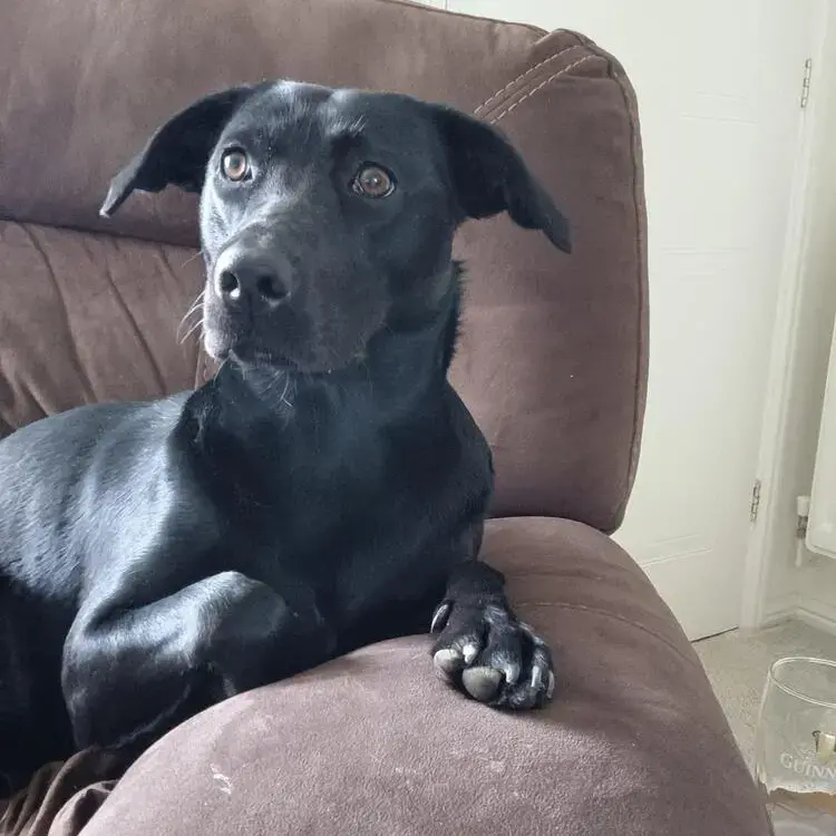 Labrador Retriever