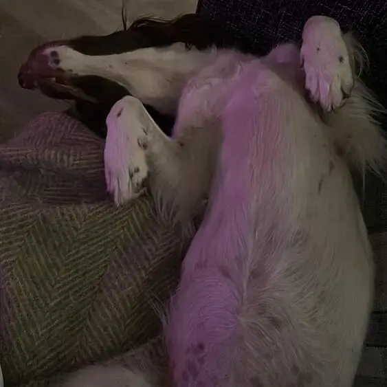 English Springer Spaniel