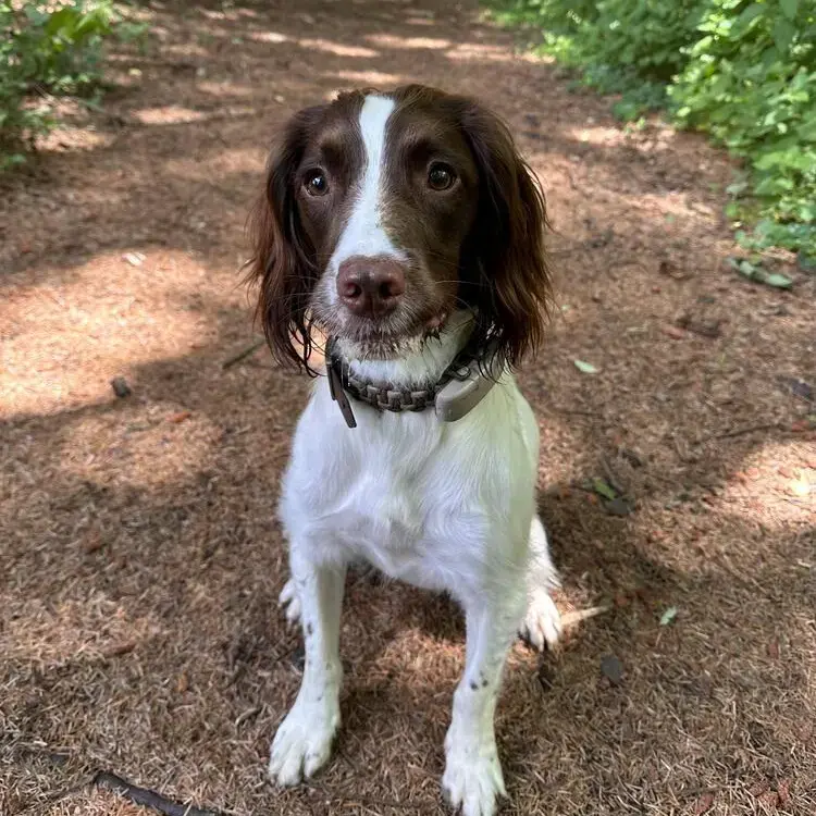 English Springer Spaniel