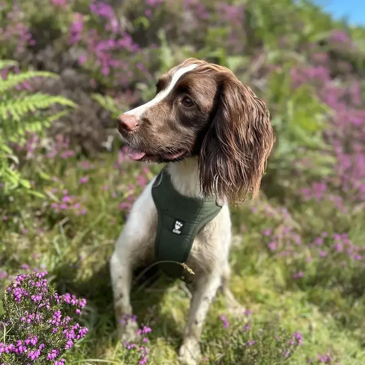 English Springer Spaniel