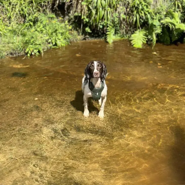 English Springer Spaniel