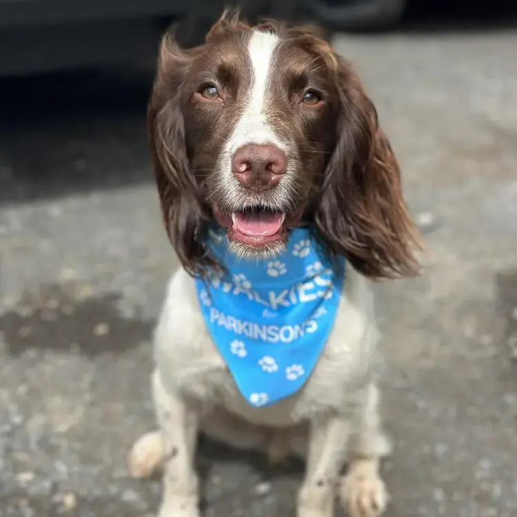 English Springer Spaniel