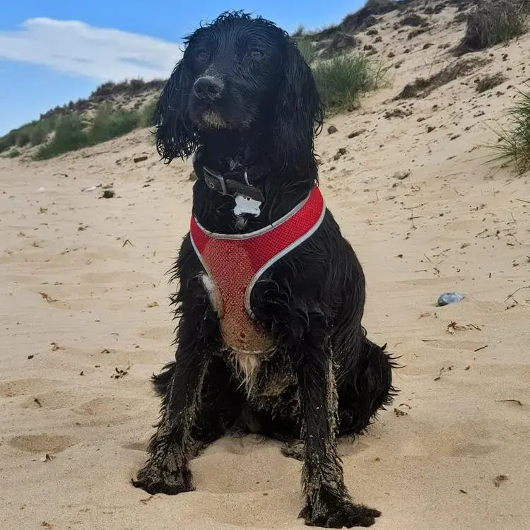 Cocker Spaniel (English)