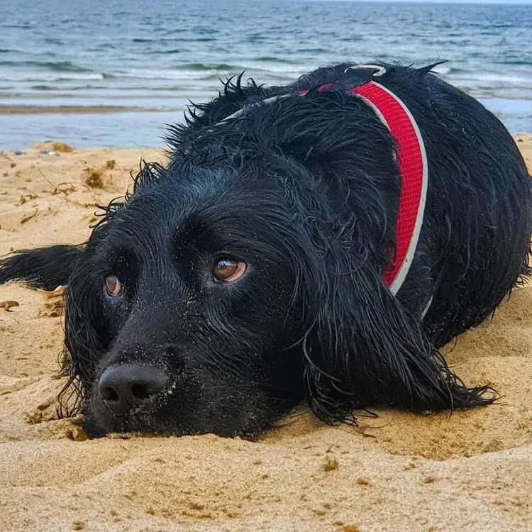 Cocker Spaniel (English)