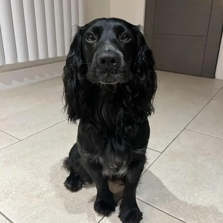 Cocker Spaniel (English)