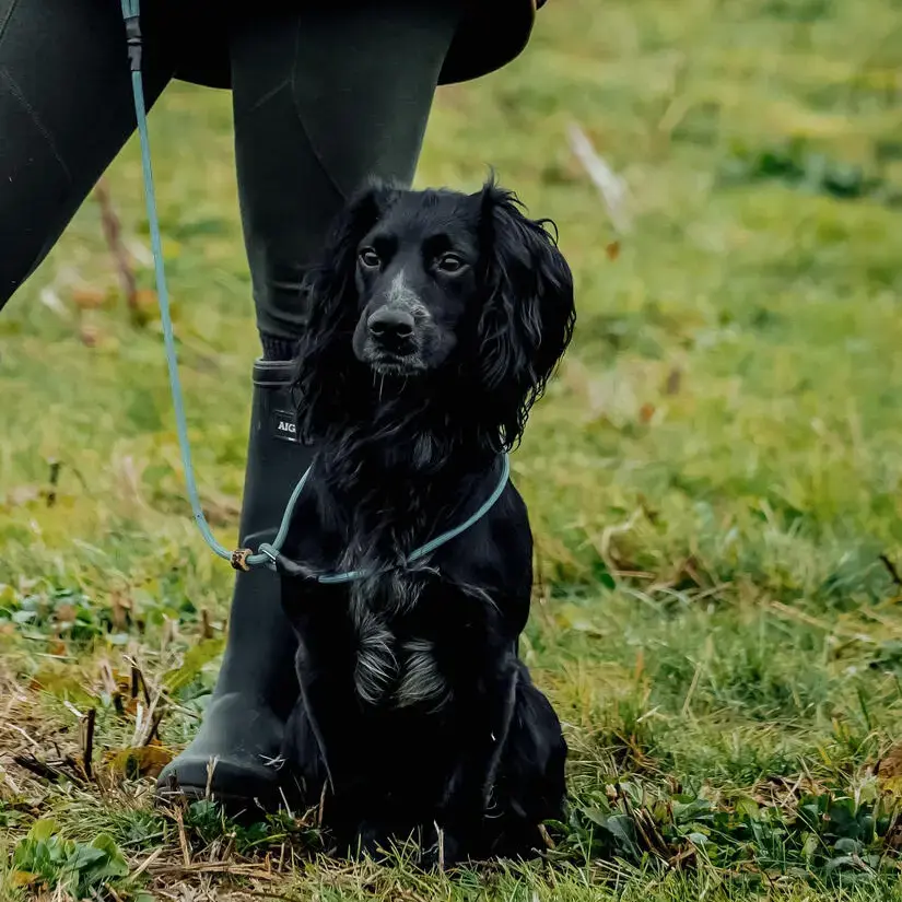 Cocker Spaniel (English)