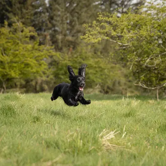 Cocker Spaniel (English)