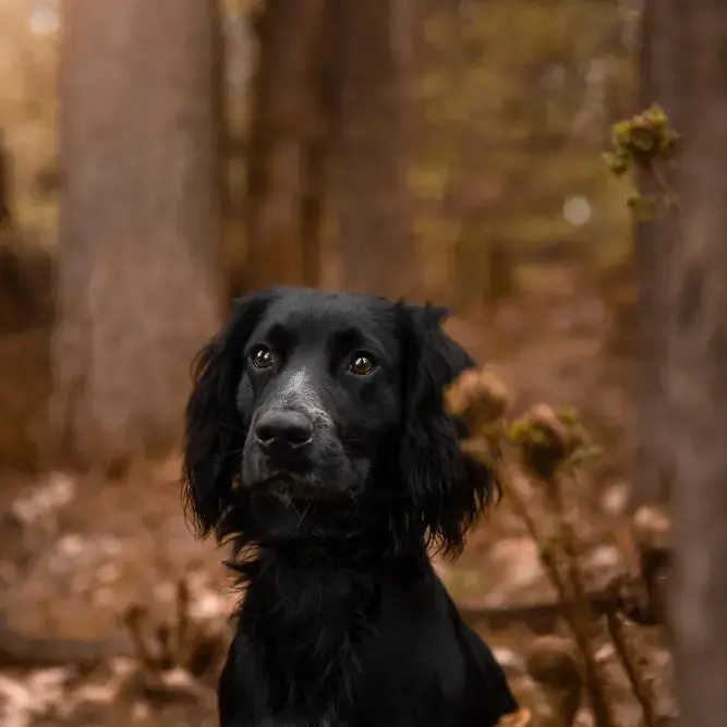 Cocker Spaniel (English)
