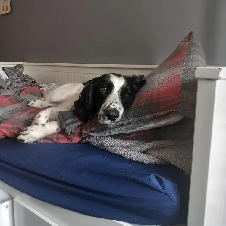 English Springer Spaniel