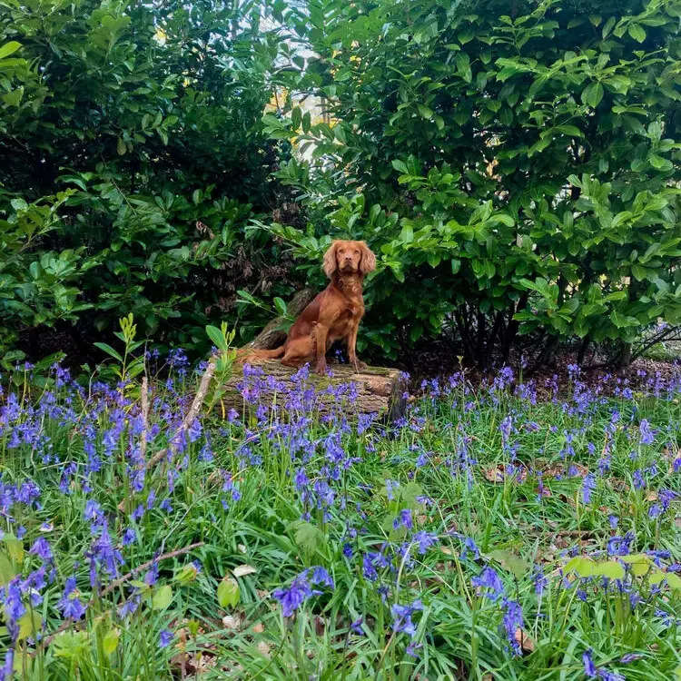 Cocker Spaniel (English)