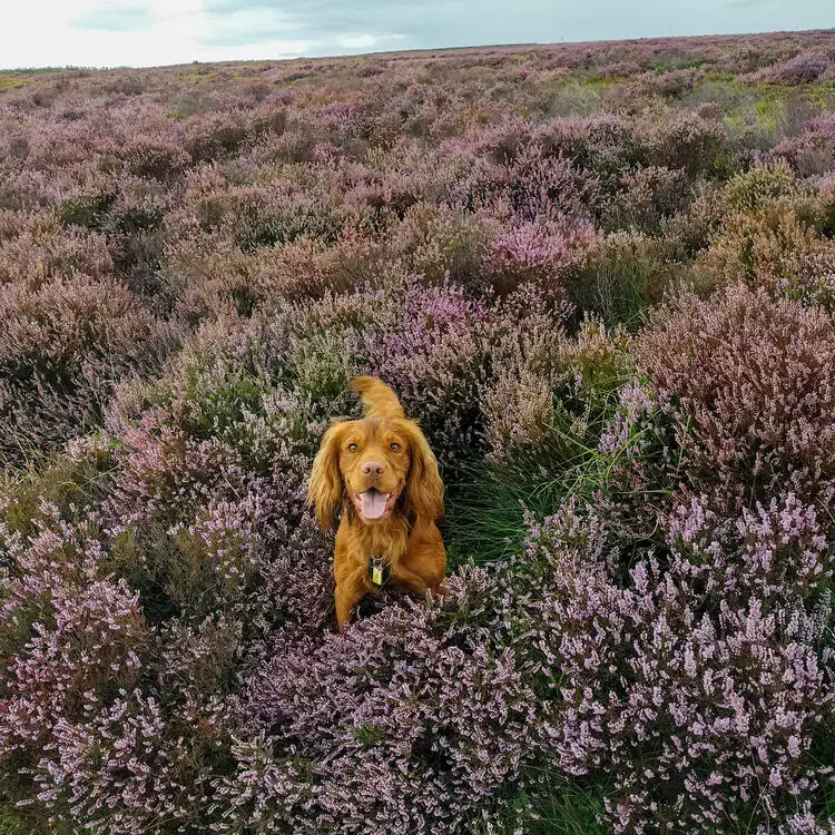 Cocker Spaniel (English)